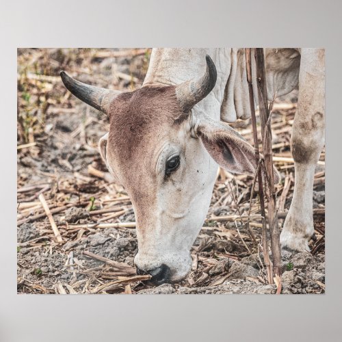 Wild Cattle  Close Up Grazing Poster