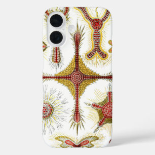 Wild Chamomile by Ernst Haeckel, Vintage Nature iPhone 16 Case