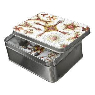 Wild Chamomile by Ernst Haeckel, Vintage Nature Jigsaw Puzzle