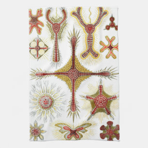 Wild Chamomile by Ernst Haeckel, Vintage Nature Kitchen Towel