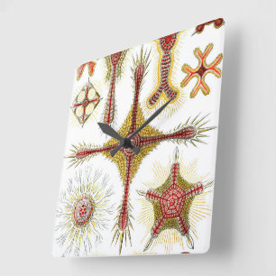 Wild Chamomile by Ernst Haeckel, Vintage Nature Square Wall Clock