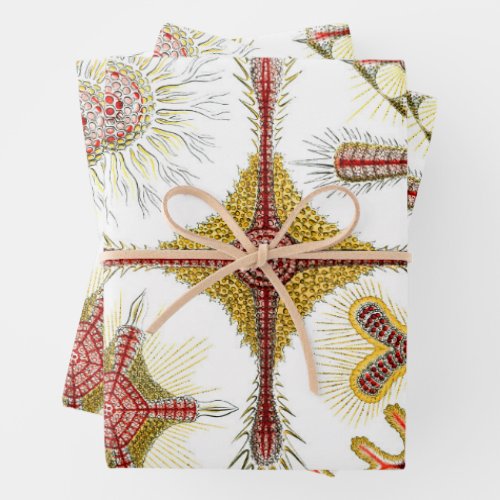 Wild Chamomile by Ernst Haeckel Vintage Nature Wrapping Paper Sheets