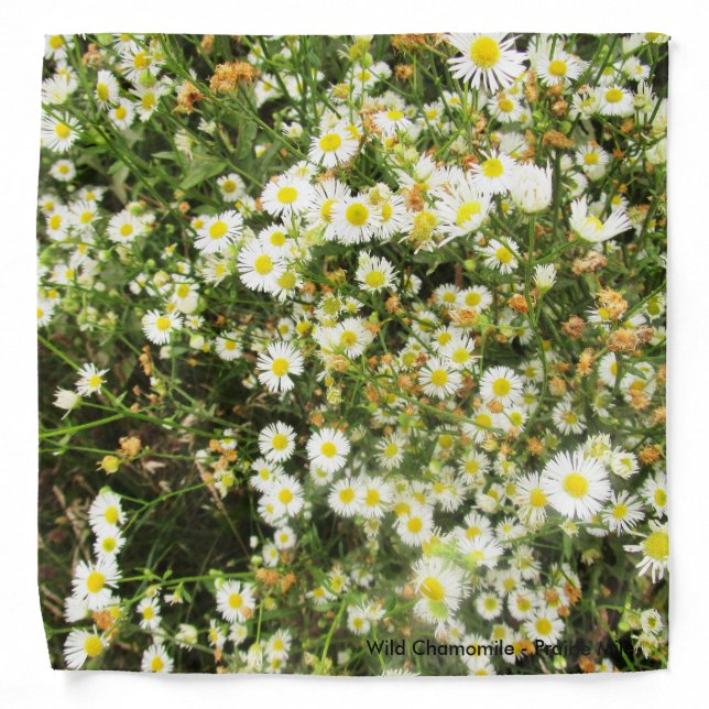 Wild Chamomile - Lapel Pocket Handkerchief Bandana (Front)