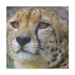 Wild Cheetah Invitations