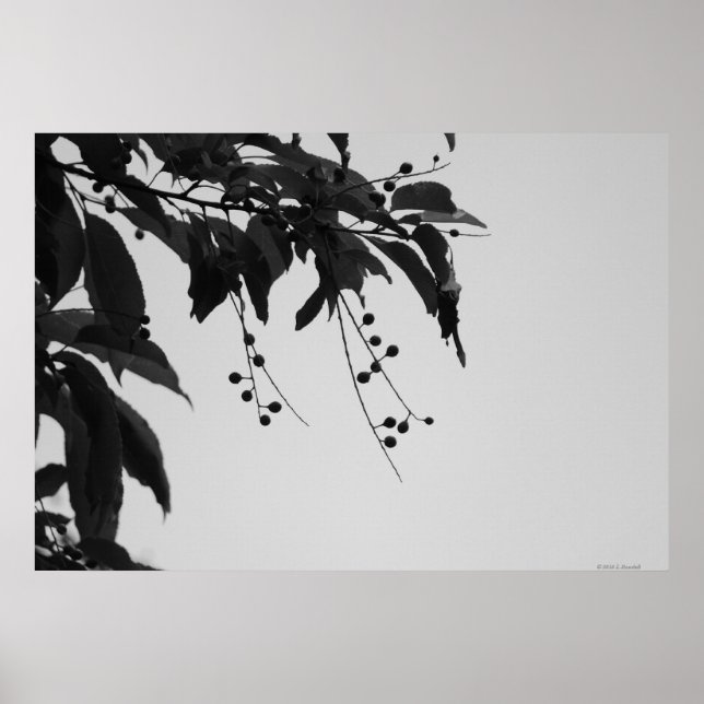 Wild Cherries poster (Front)