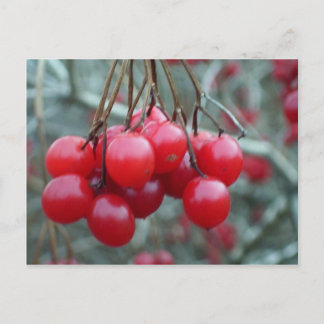 Wild Cherry Postcard