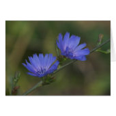Wild Chicory (Front Horizontal)