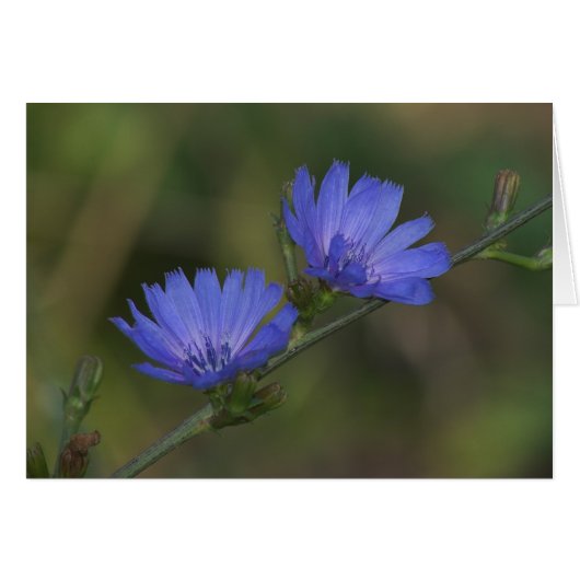 Wild Chicory (Front Horizontal)