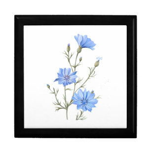Wild Chicory Flower Botanical Watercolor Art Gift Box