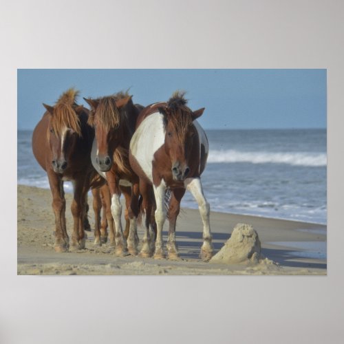 Wild Chincoteague Ponies Assateague Island Beach Poster