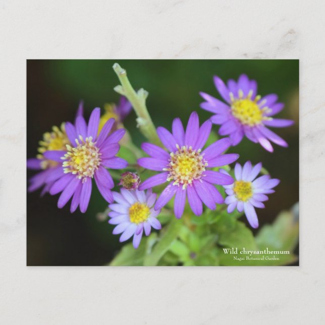 Wild chrysanthemum postcard (Front)