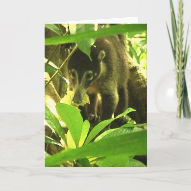 Wild Coati Greeting Card (Front)