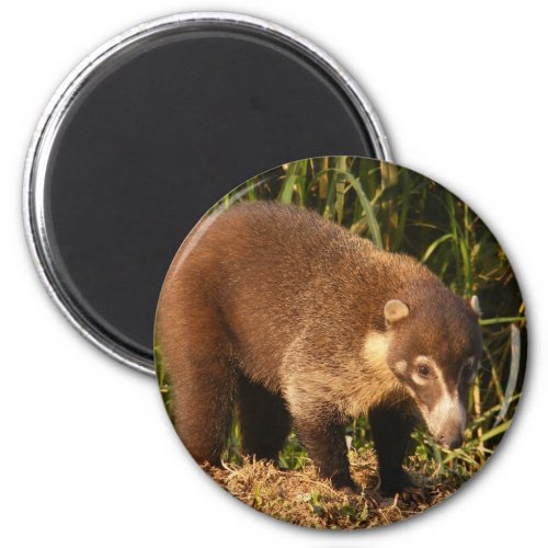 Wild Coati Mundi Magnet