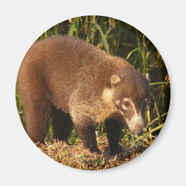Wild Coati Mundi Magnet (Front)