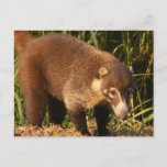 Wild Coati Mundi Postcard
