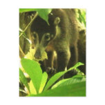 Wild Coati Postcard