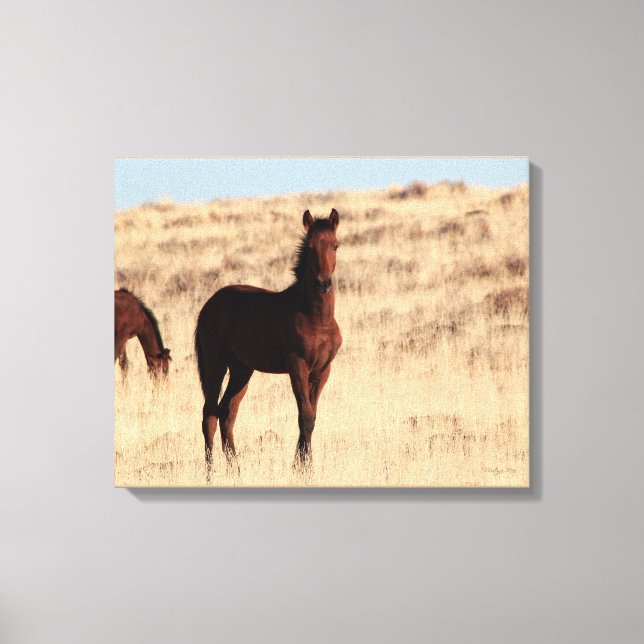 Wild Colt Canvas (Front)
