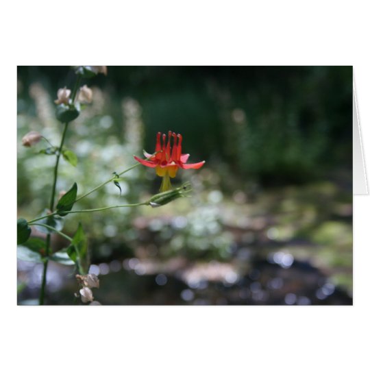 Wild columbine card