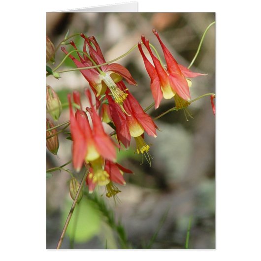 Wild Columbine Cards (Front)