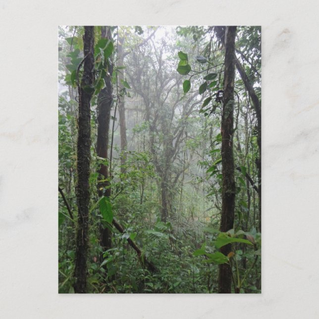 wild costa rica postcard (Front)