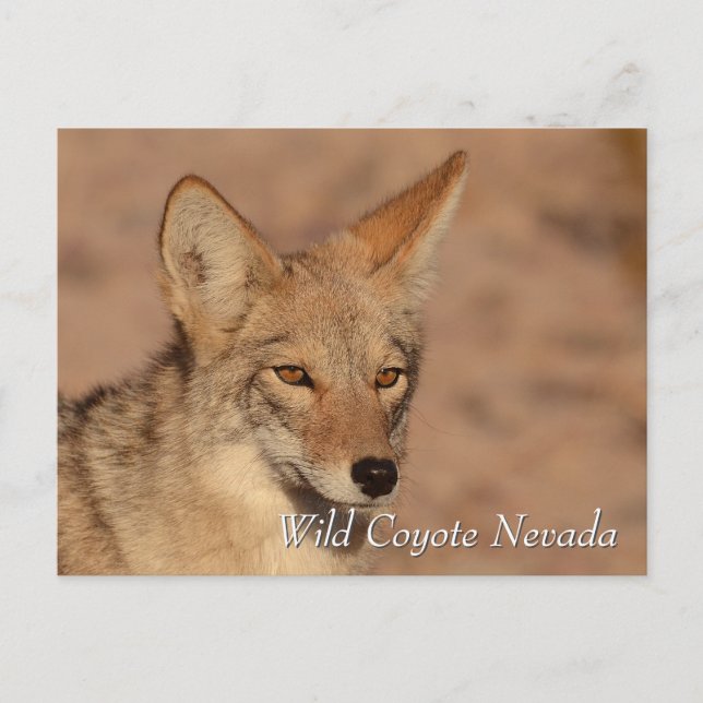 Wild Coyote in Nevada desert Postcard (Front)
