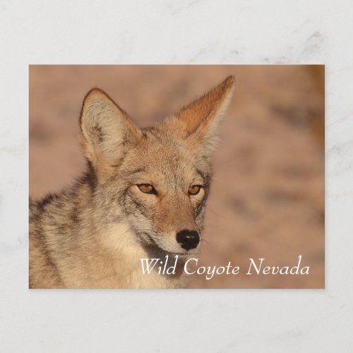 Wild Coyote in Nevada desert Postcard