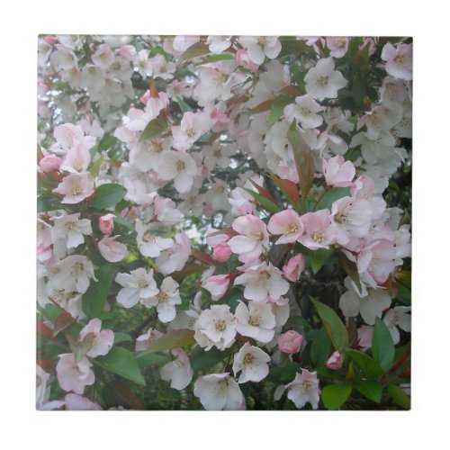 Wild Crab Apple Blossoms Ceramic Tile