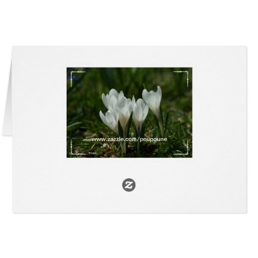 wild crocuses (Back Horizontal)
