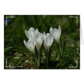 wild crocuses (Front Horizontal)