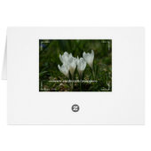 wild crocuses cards (Back Horizontal)