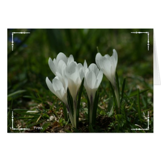 wild crocuses cards (Front Horizontal)