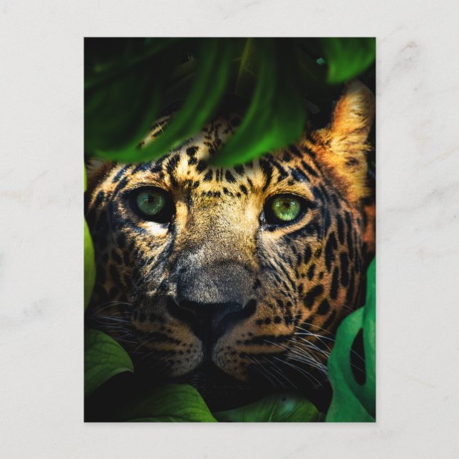 Wild Curiosity: Jaguar Lurking in the Jungle  Postcard (Front)