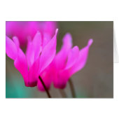 Wild Cyclamen Macro (Front Horizontal)