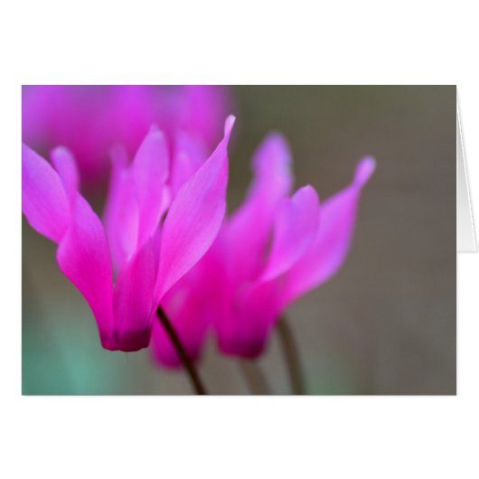 Wild Cyclamen Macro Cards (Front Horizontal)
