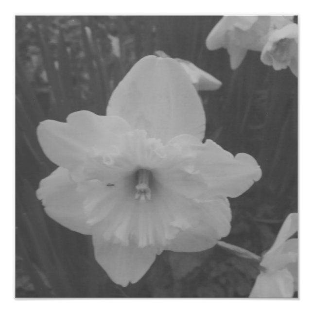 Wild Daffodil Photo Print (Front)