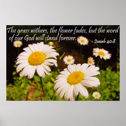 Wild Daisies with Isaiah 408 Poster