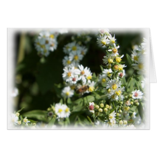 Wild Daisy Fleabane Flower Blank Cards (Front Horizontal)