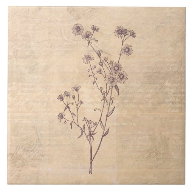 Wild Daisy Flower Wildflower Antique Script Paper Ceramic Tile (Front)