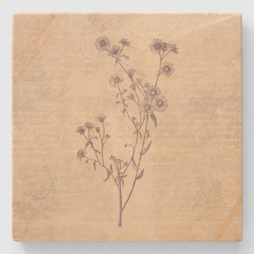 Wild Daisy Flower Wildflower Antique Script Paper Stone Coaster