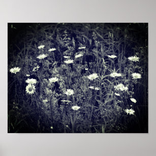 Wild Daisy Flowers Black And White  Poster