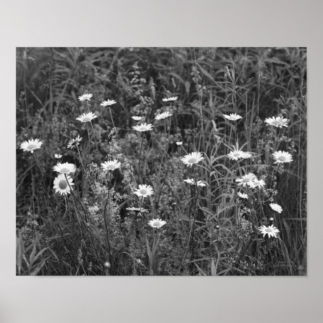 Wild Daisy Flowers Black And White  Poster (Front)
