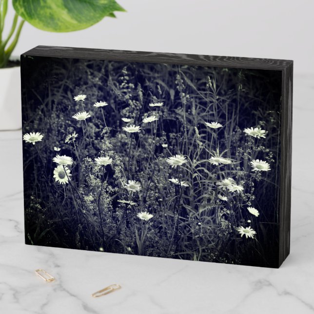 Wild Daisy Flowers Black And White   Wooden Box Sign (In Situ Horizontal)