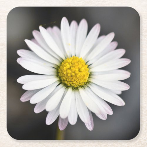 Wild Daisy White and Yellow Square Paper Coaster