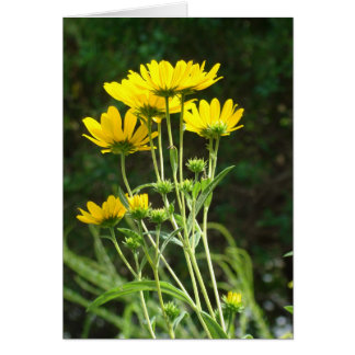 Wild Daisys Cards