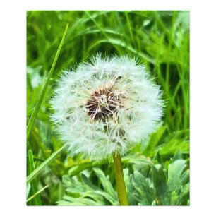 Wild Dandelion Romania Botanical Macro Photograpy Photo Print
