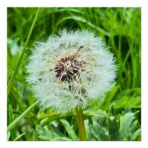 Wild Dandelion Romania Botanical Macro Photograpy Poster