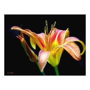 Wild Daylily On A Dark Morning Hike Photo Print