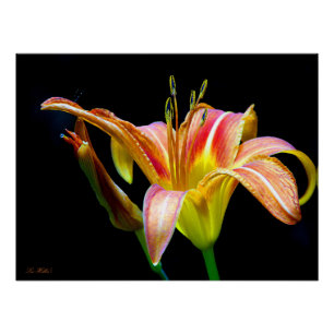 Wild Daylily On A Dark Morning Hike Poster