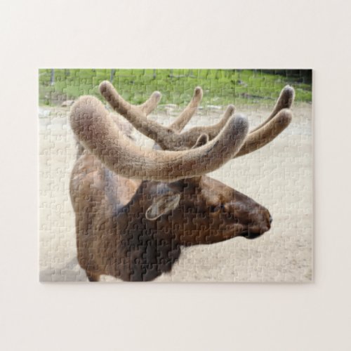 Wild Deer with Antlers Cute Animal Nature Wildlife Jigsaw Puzzle
