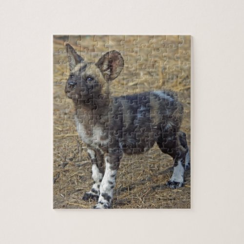 Wild Dog Puppy Jigsaw Puzzle